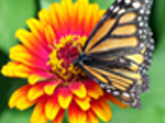 Jigsaw: Butterfly on Flower - играть онлайн бесплатно