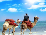 Camels On The Beach Jigsaw - играть онлайн бесплатно