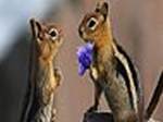 Squirrel valentine slide puzzle - играть онлайн бесплатно